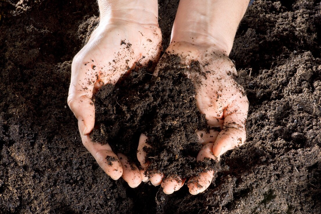 Offene Hände voller humusreicher Gartenerde | © stock.adobe.com