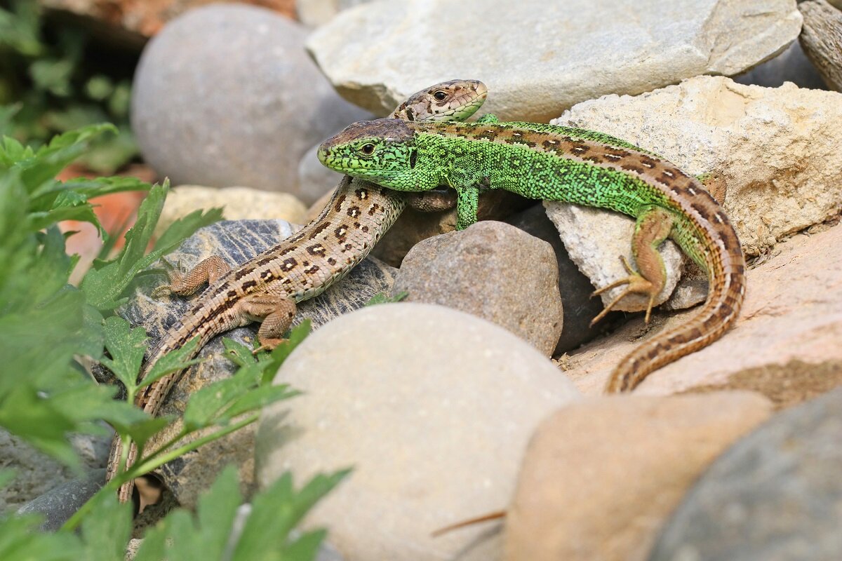 Reptilienfreundlicher Garten mit naturnahem Lebensraum | © stock.adobe.com Eidechse liegt auf Steinen in sonnigem Habitat | © stock.adobe.com