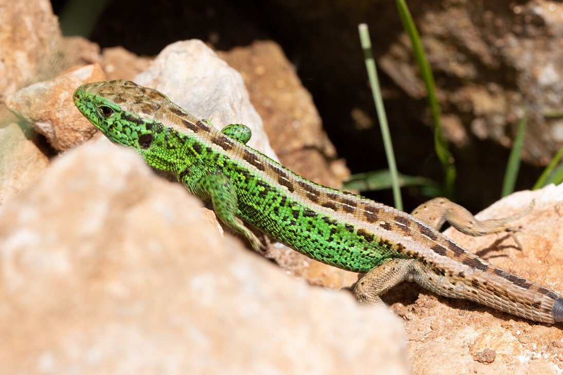 Lebensraumgestaltung für heimische Echsenarten im Garten | © stock.adobe.com Grüne Eidechse auf warmem Stein im Sonnenlicht | © stock.adobe.com