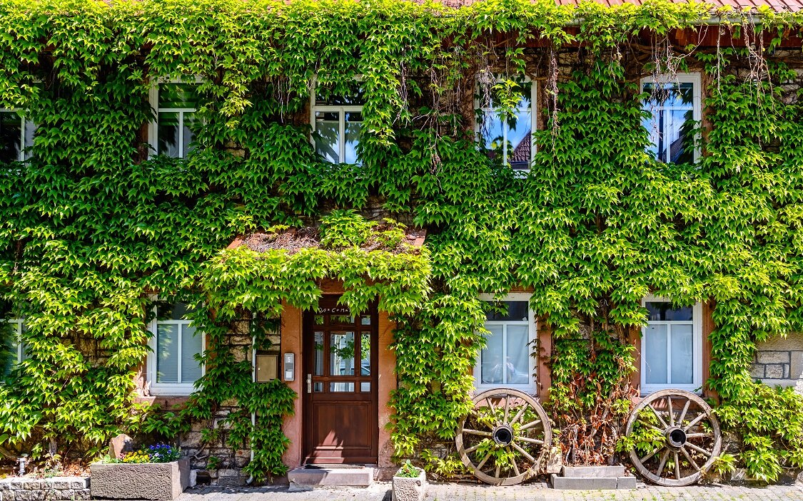 Begrünte Hauswand mit vertikalem Pflanzenbewuchs | © stock.adobe.com Hausfassade mit üppiger Begrünung und Fensterdeko | © stock.adobe.com