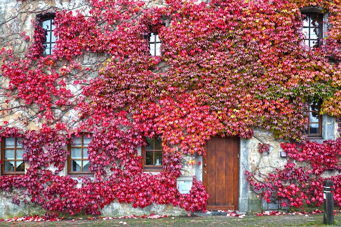 Herbstliche Fassadenbegrünung mit intensivem Farbspiel | © stock.adobe.com Vollständig mit rotem Weinlaub bewachsene Hauswand | © stock.adobe.com