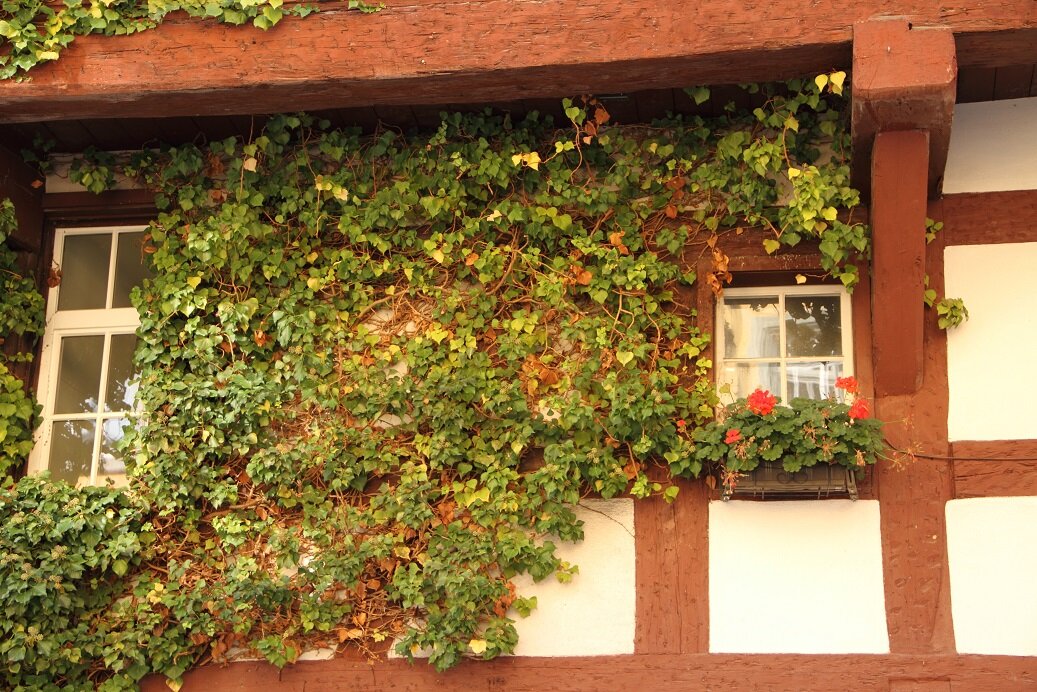 Grüne Hausfassade mit natürlicher Isolierung durch Pflanzen | © stock.adobe.com Traditionelles Fachwerkhaus mit Kletterpflanzen an der Wand | © stock.adobe.com