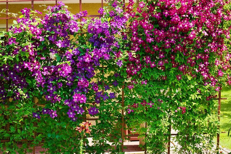 Farbenfrohe Wandbegrünung mit mediterranem Flair | © stock.adobe.com Blühende Fassadenbegrünung mit lila Blüten und Rankhilfe | © stock.adobe.com