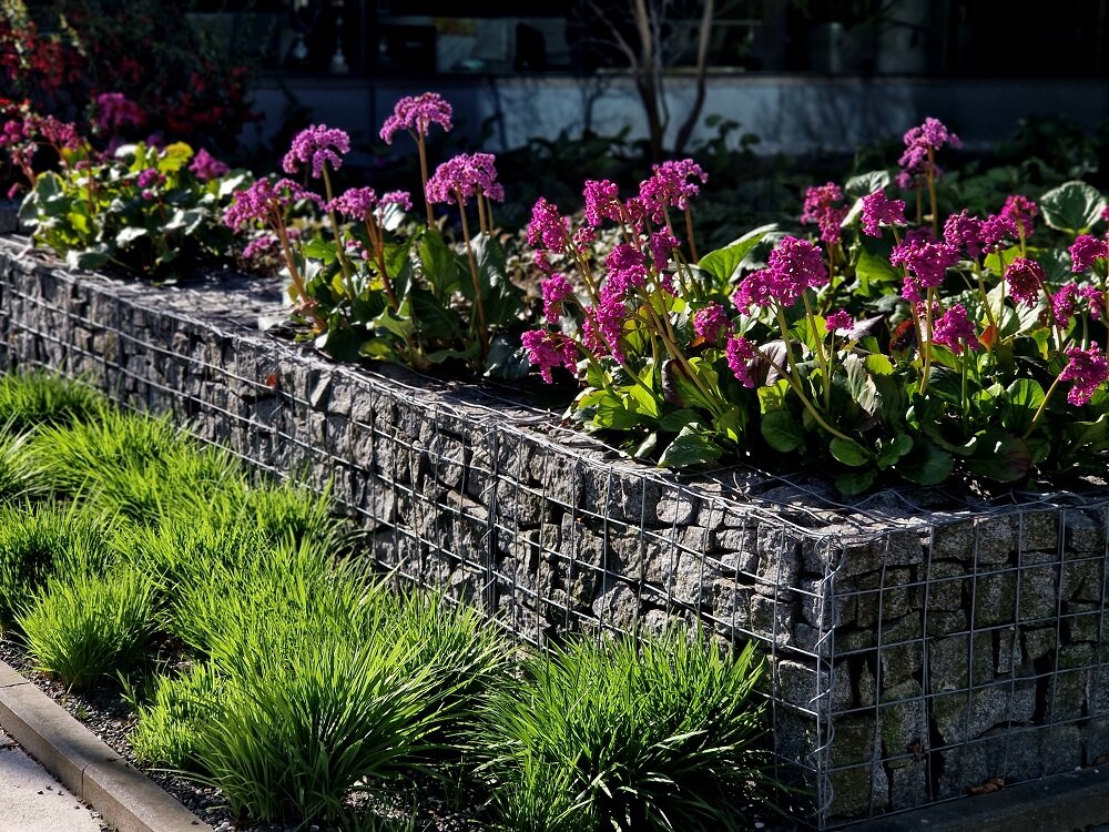 Dekorative Steinmauer als Pflanzbeet im modernen Garten | © stock.adobe.com Gabionen-Hochbeet mit lila Blumenbepflanzung | © stock.adobe.com