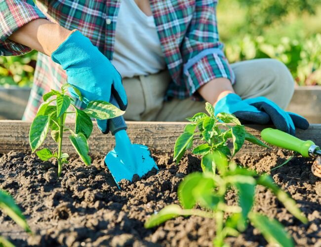 gartenkompost_verwenden_im_nutzgarten | © stock.adobe.com