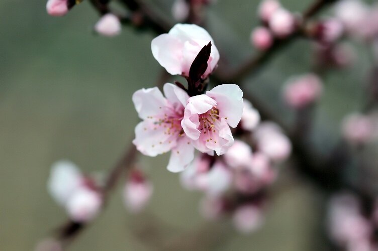 Traditioneller Brauch zum Barbaratag im Wintergarten | © stock.adobe.com Blühender Barbarazweig mit zarten rosa Knospen | © stock.adobe.com