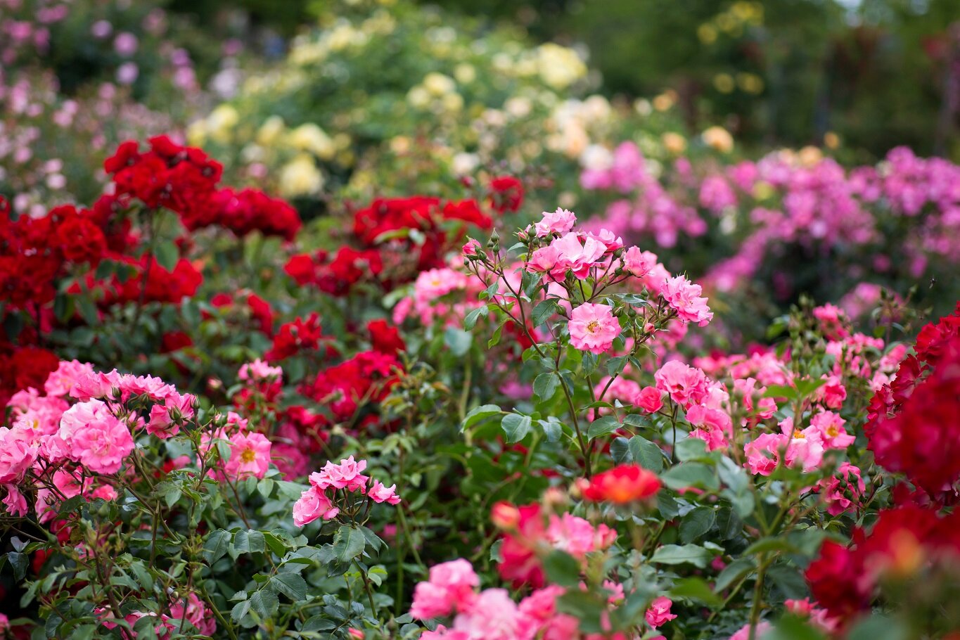 Pflege von Rasen und Beeten | © stock.adobe.com Letzte Maßnahmen vor dem Winter | © stock.adobe.com