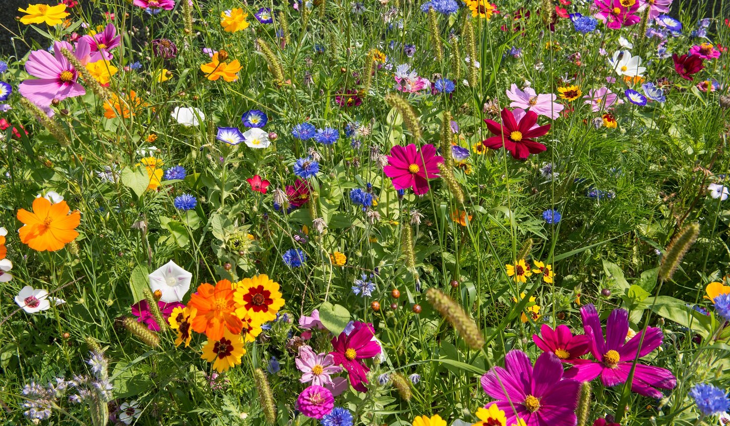 Lebensräume für Insekten und Vögel | © stock.adobe.com Tipps zur Förderung der Artenvielfalt | © stock.adobe.com