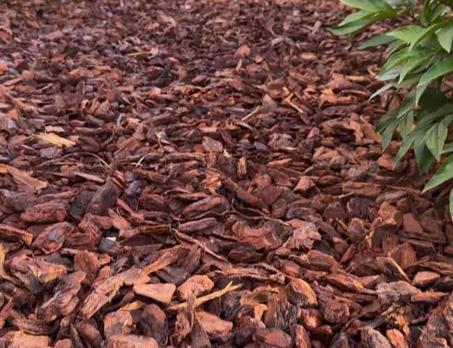 pinienrinde_im_garten | © outbay.de pinienrinde_im_garten | © outbay.de