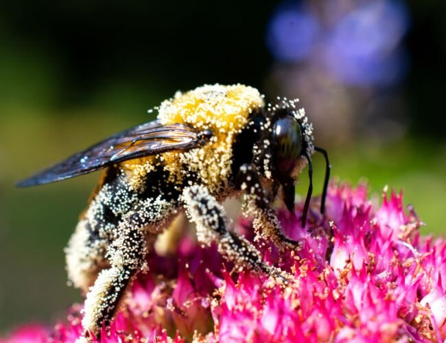hummel_bei_der_bestaeubung | © www.stock.adobe.com