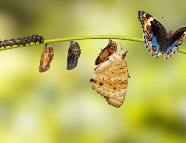 von_der_raupe_zum_schmetterling | © www.stock.adobe.com