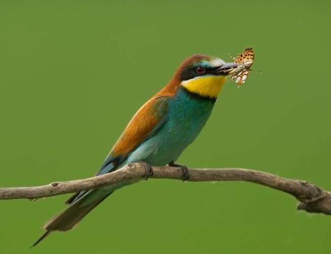 schmetterlinge_als_nahrungsquelle_fuer_voegel | © www.stock.adobe.com