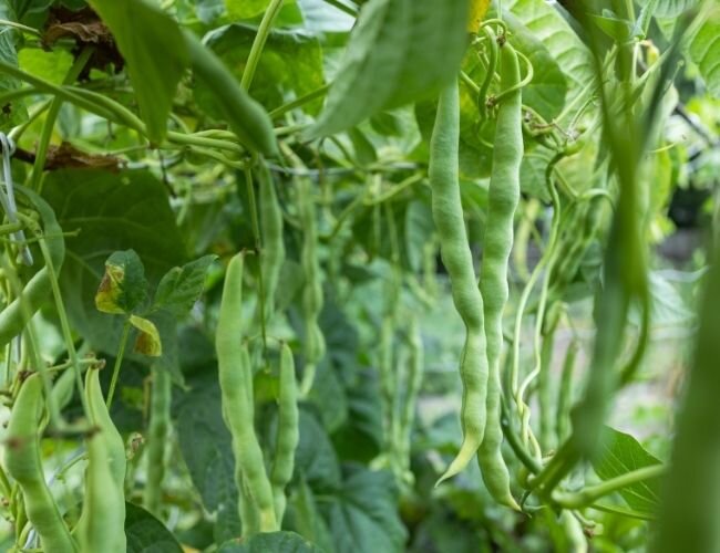 buschbohnen_an_der_pflanze | © www.adobe.stock.com