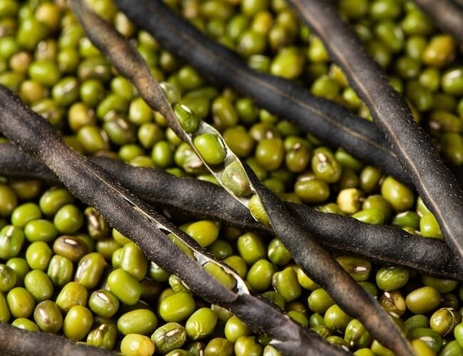 buschbohnen_getrocknet | © www.adobe.stock.com