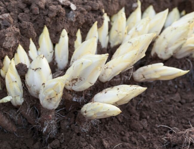 Chicorée treibt in dunklem Sandbeet im Freiland | © adobe.stock.com