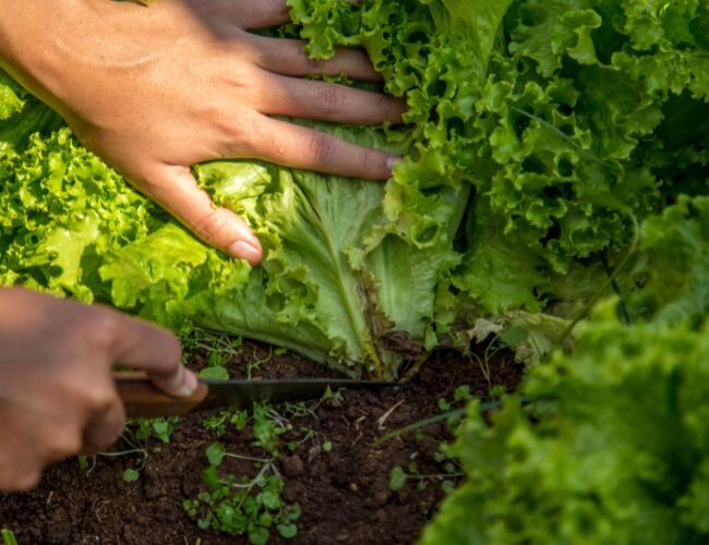 Chicorée wird vorsichtig im Garten geerntet | © adobe.stock.com