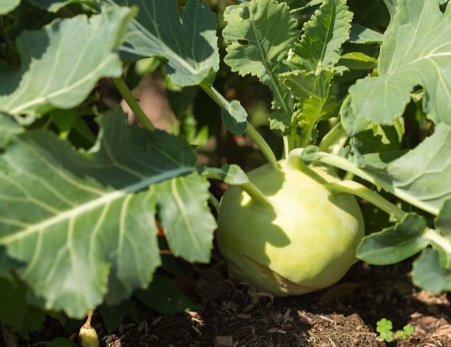 Frischer Kohlrabi direkt aus eigenem Anbau | © stock.adobe.com Kohlrabipflanze mit Blättern im Gartenbeet | © stock.adobe.com