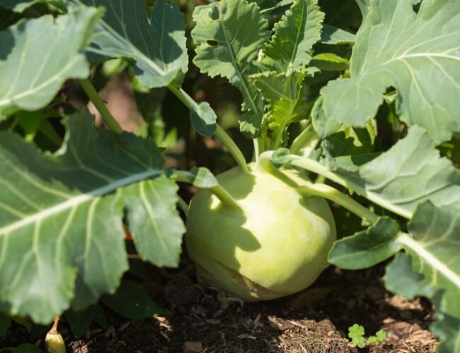 kohlrabi_ursprung_pflanze | © stock.adobe.com kohlrabi_ursprung_pflanze | © stock.adobe.com