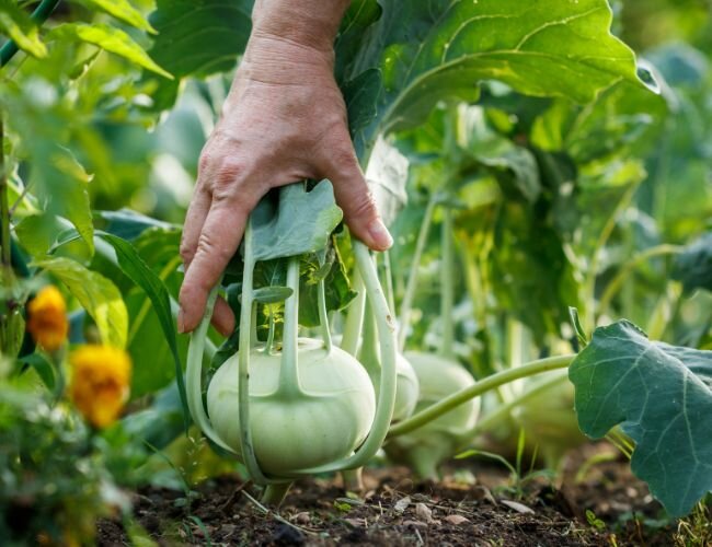kohlrabi_ernte | © www.adobe.stock.com kohlrabi_ernte | © www.adobe.stock.com