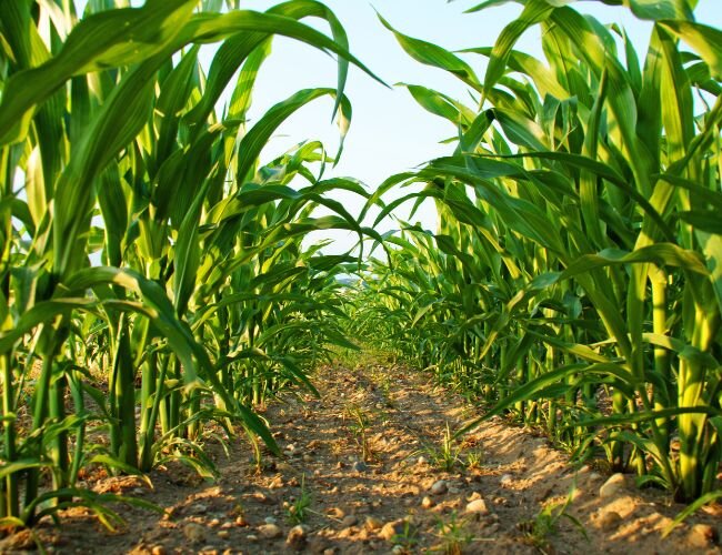 Reife Maispflanzen im Sommer – bereit zur Ernte | © stock.adobe.com Zuckermais wächst in dichtem, grünem Maisfeld | © stock.adobe.com