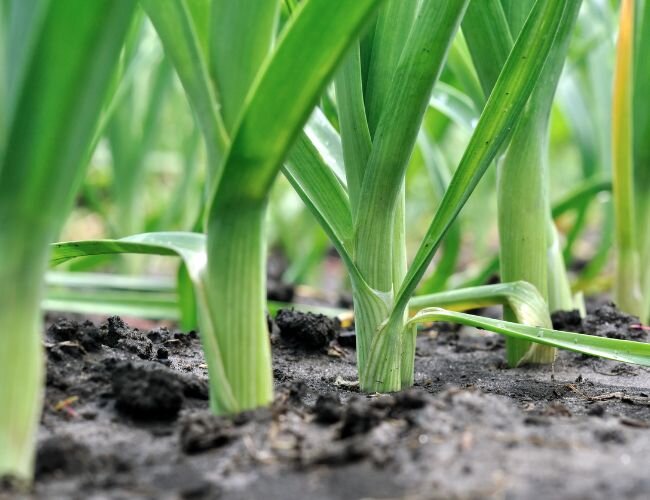 porree_zwiebelgewaechs | © www.adobe.stock.com