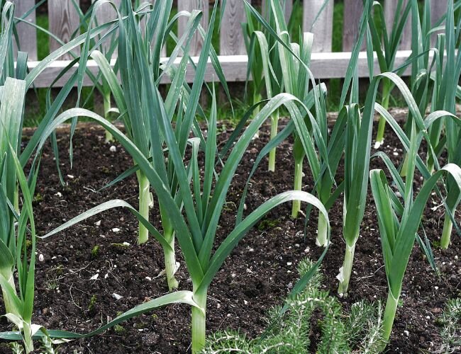 porree_im_beet | © www.adobe.stock.com