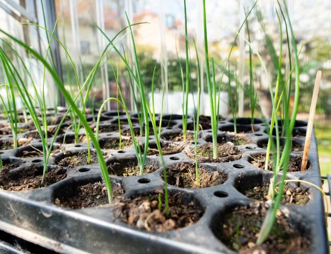 porree_anzucht_im_gewaechshaus | © www.adobe.stock.com