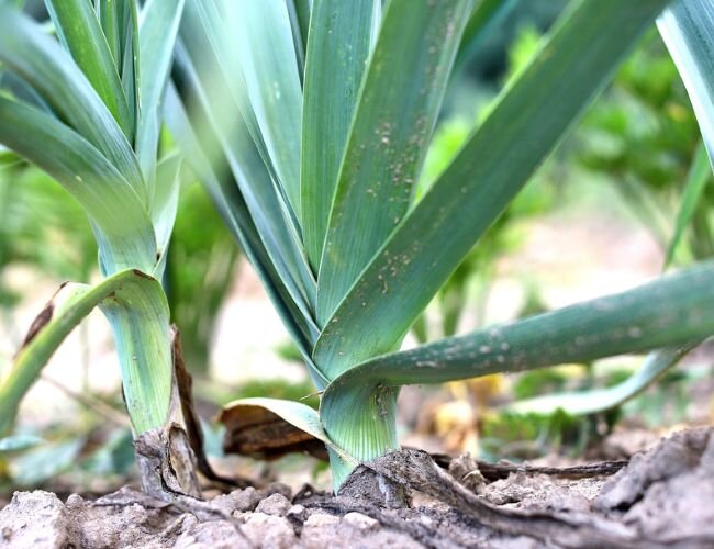 porree_mit_krankheit | © www.adobe.stock.com