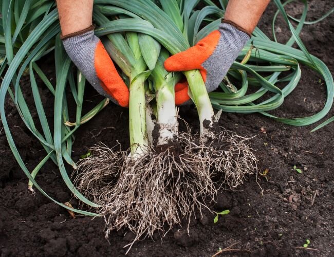 porree_ernte | © www.adobe.stock.com