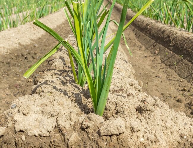 porree_aneinanderreihen_und_anhaeufeln | © www.adobe.stock.com