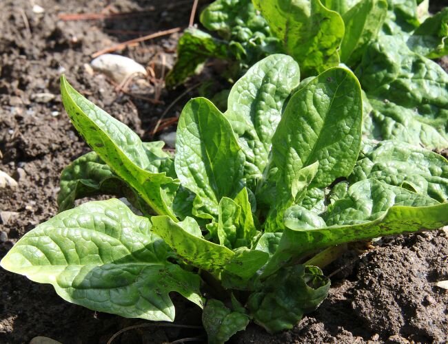 spinat_splanze_blaetter | © www.adobe.stock.com