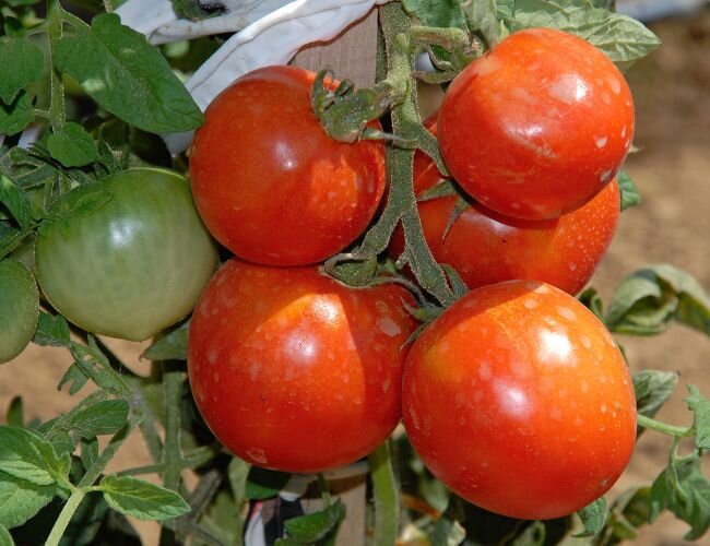 saint_pierre_tomate | © www.adobe.stock.com