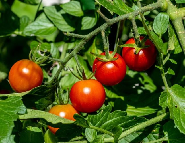 Tomatenstrauch mit reifen roten Früchten im Garten | © stock.adobe.com