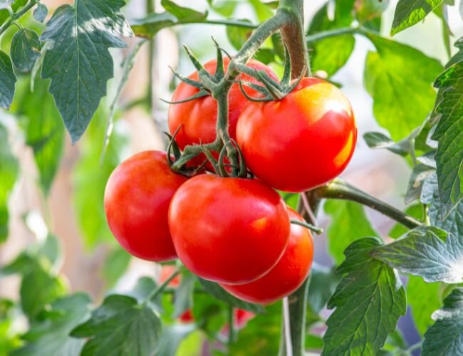 rote_tomaten_am_strauch_ursprung | © stock.adobe.com