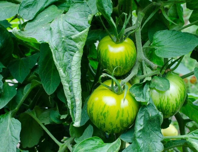 green_zebra_tomate | © adobe.stock.com green_zebra_tomate | © adobe.stock.com