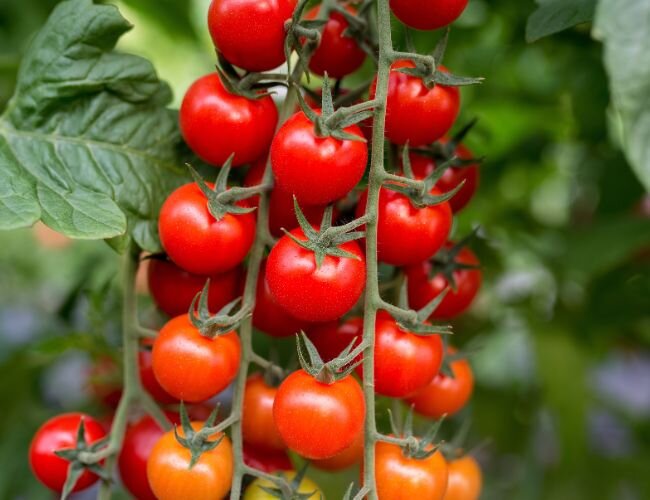 rispentomaten | © adobe.stock.com rispentomaten_strauchtomaten | © adobe.stock.com