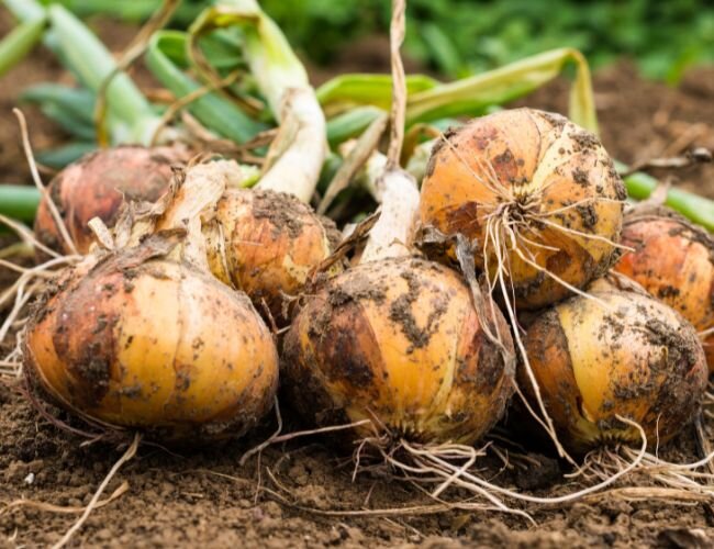 Zwiebelernte direkt aus dem Beet – bereit zum Trocknen | © stock.adobe.com Frisch geerntete Zwiebeln mit Erde im Wurzelbereich | © stock.adobe.com