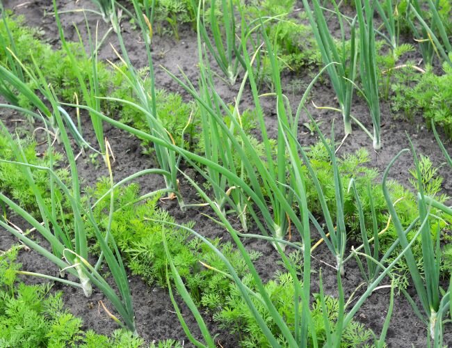 Gemüseanbau mit Mischkultur im eigenen Garten | © stock.adobe.com Junges Karotten- und Zwiebelbeet in Reihenanbau | © stock.adobe.com