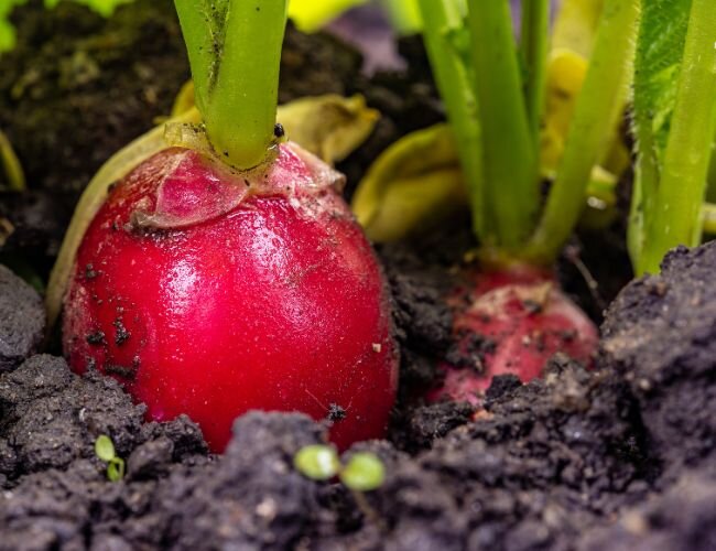 Radieschen erntereif | © stock.adobe.com Radieschen erntereif | © stock.adobe.com