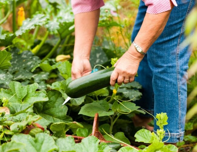 Person erntet grüne Zucchini direkt im Gemüsegarten | © adobe.stock.com