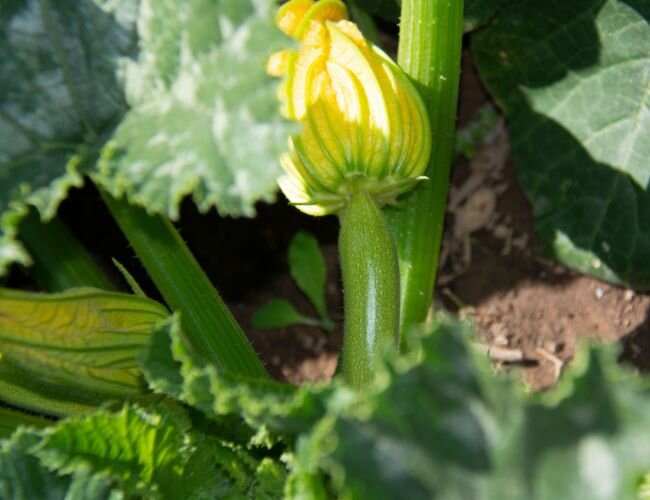 Gelbe Zucchiniblüte mit grünen Blättern im Garten | © adobe.stock.com