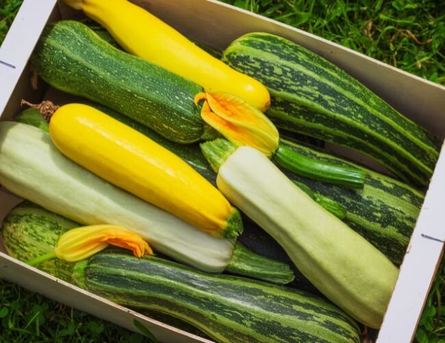 zucchini_entwicklung_und_verbreitung | © adobe.stock.com