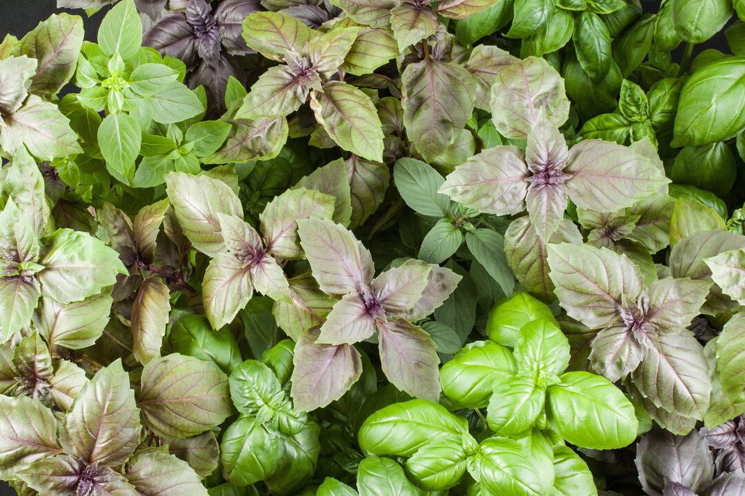 Basilikum Bel Canto Mischung | © stock.adobe.com