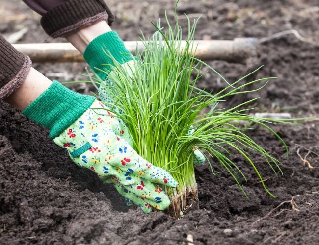 Küchenkräuter für Balkon, Garten oder Hochbeet | © stock.adobe.com Schnittlauch wird frisch im Gartenbeet gepflanzt | © stock.adobe.com