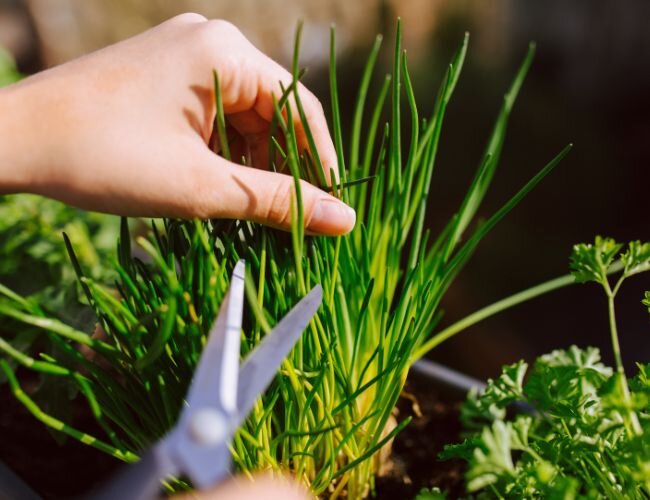 Frische Ernte direkt aus dem Garten für die Küche | © stock.adobe.com Schnittlauchernte per Hand mit Schere im Kräuterbeet | © stock.adobe.com