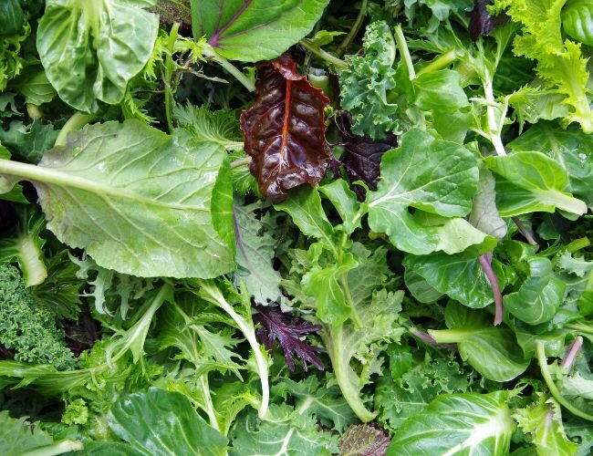 babyleaf_salat | © stock.adobe.com babyleaf_salat | © stock.adobe.com