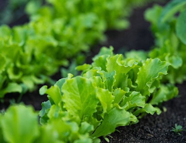 babyleaf_salat_erde | © stock.adobe.com babyleaf_salat_erde | © stock.adobe.com