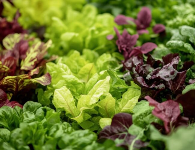 babyleaf_salat_vorteile | © stock.adobe.com