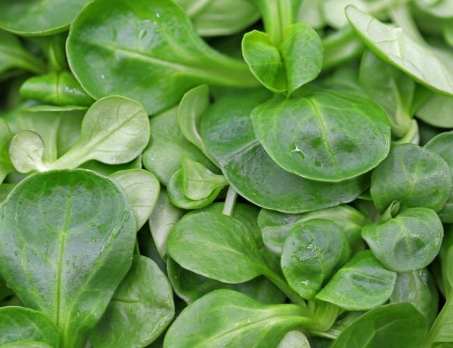 feldsalat_blaetter_antioxidantien | © www.adobe.stock.com