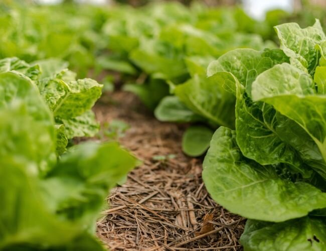 icebergsalat_unkrautbekaempfung_mulchen | © www.adobe.stock.com